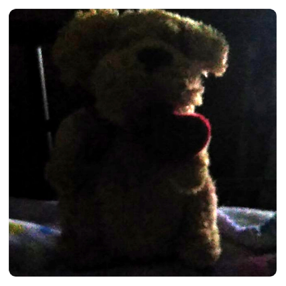 A teddy bear